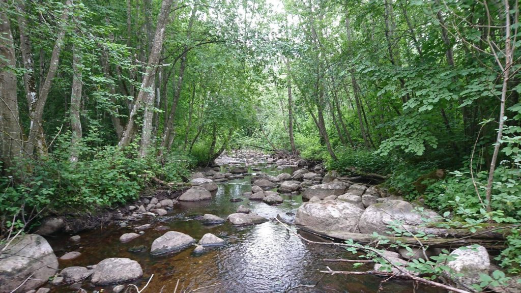 the Suosa river